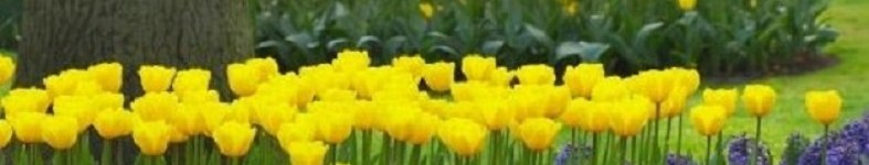 Banner profilu