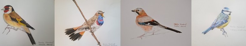 Banner profilu