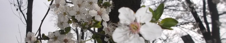 Banner profilu
