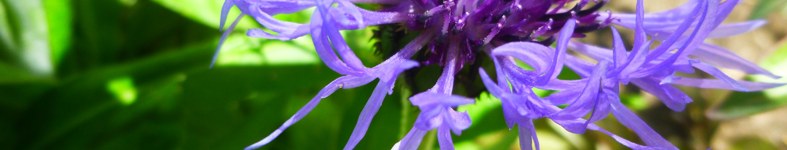 Banner profilu