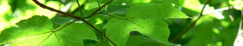 Banner profilu