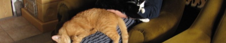 Banner profilu