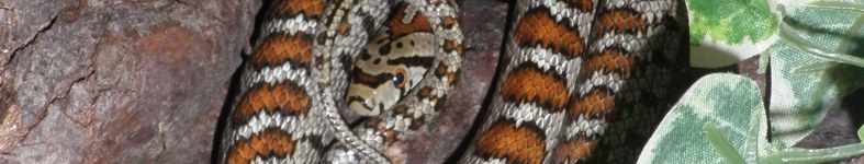 Banner profilu
