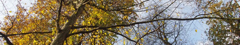 Banner profilu