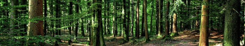 Banner profilu