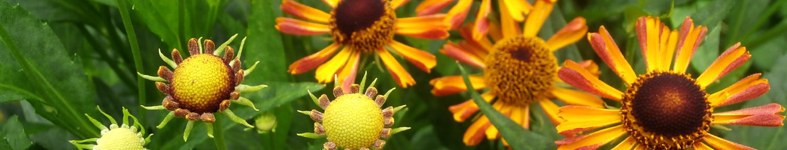 Banner profilu