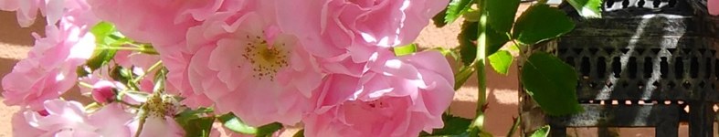 Banner profilu