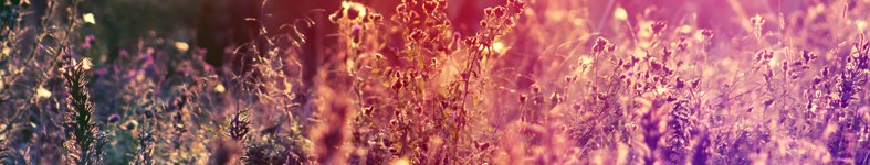 Banner profilu