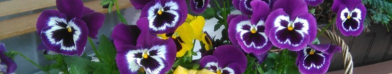 Banner profilu