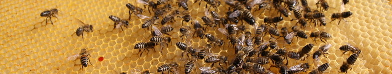 Banner profilu