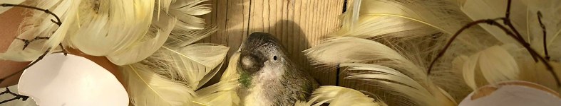 Banner profilu