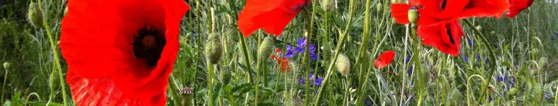 Banner profilu