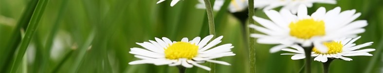 Banner profilu