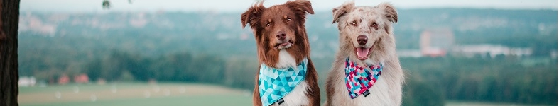 Banner profilu