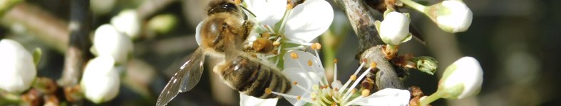 Banner profilu