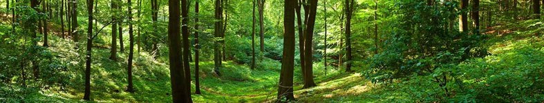 Banner profilu