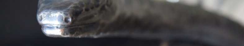 Banner profilu