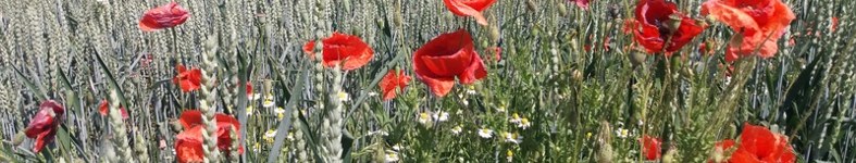 Banner profilu