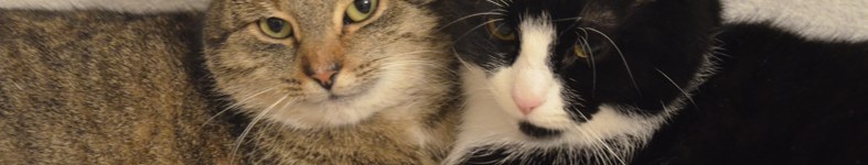 Banner profilu