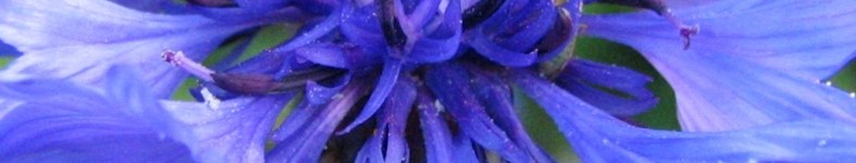 Banner profilu