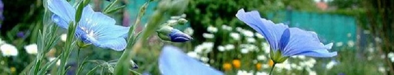 Banner profilu
