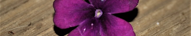 Banner profilu