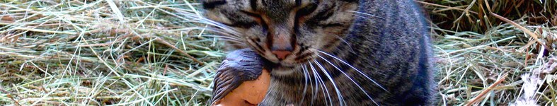Banner profilu