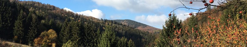 Banner profilu