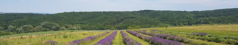 Banner profilu