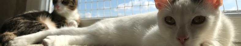 Banner profilu
