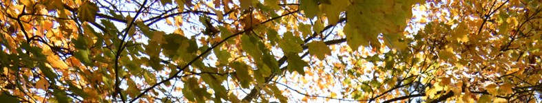 Banner profilu