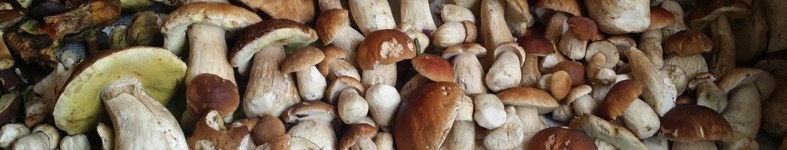 Banner profilu