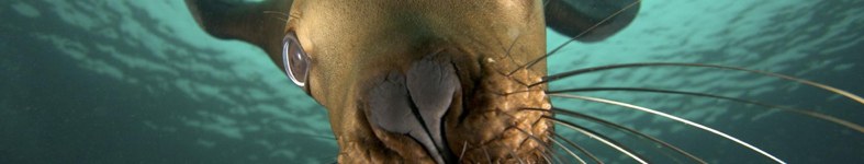 Banner profilu