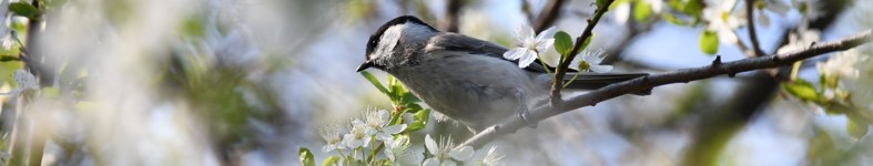 Banner profilu