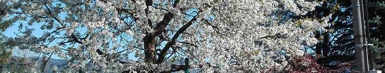 Banner profilu