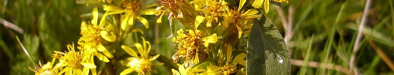 Banner profilu