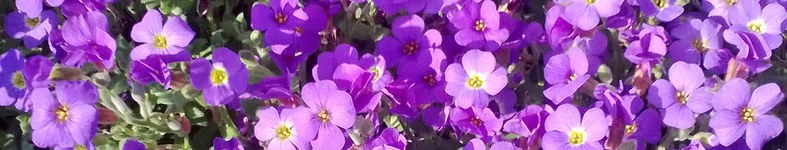 Banner profilu