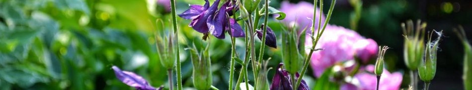 Banner profilu