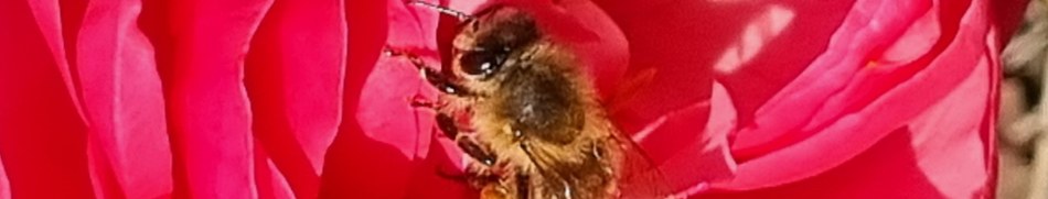 Banner profilu