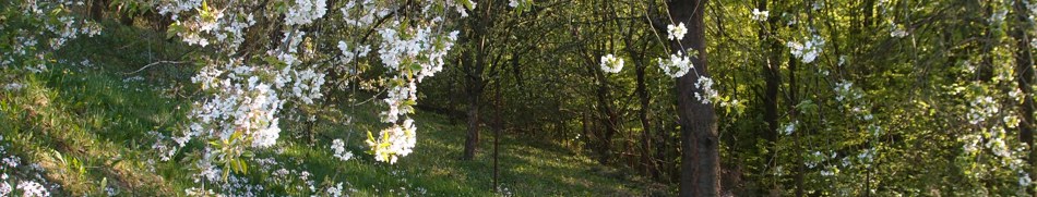 Banner profilu