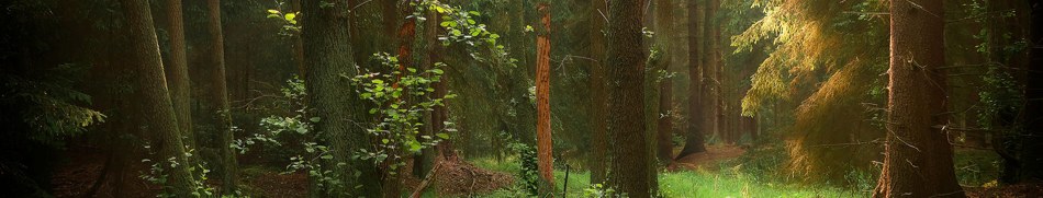 Banner profilu