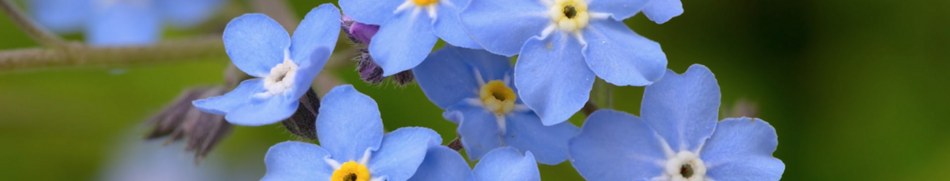 Banner profilu