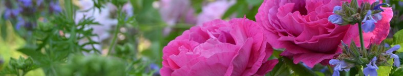 Banner profilu