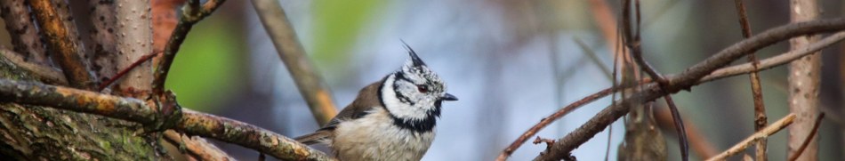 Banner profilu