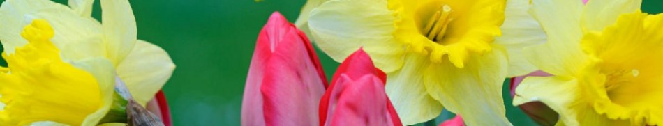 Banner profilu