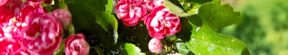 Banner profilu