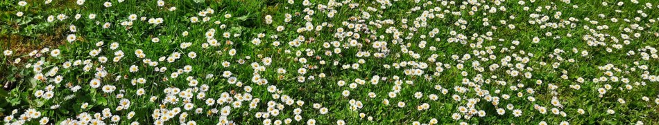Banner profilu