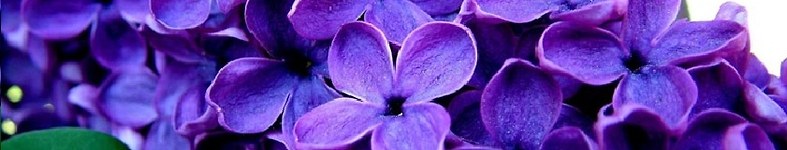Banner profilu