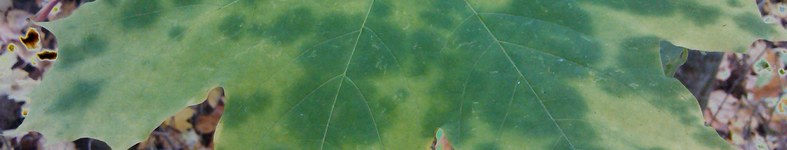 Banner profilu