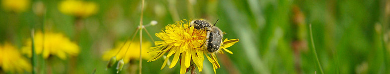 Banner profilu